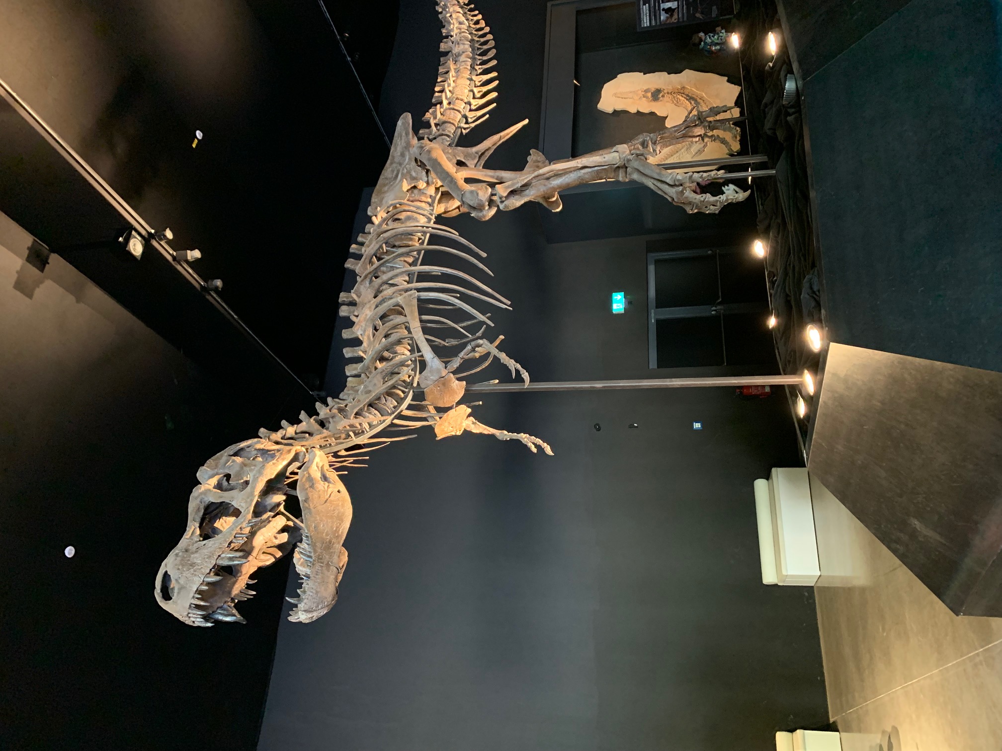 Skelett Rex
